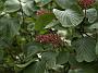 Cornus rugosa